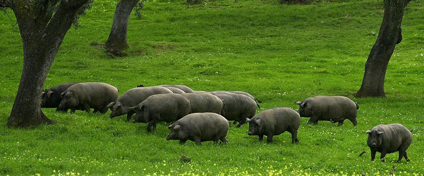 Thịt đùi heo muối Jamón Iberico - Đùi lợn đen đặc sản Tây Ban Nha chính gốc